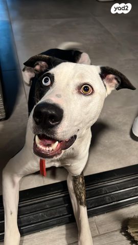 תמונת מודעה - חיות מחמד