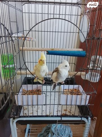 תמונת מודעה - חיות מחמד