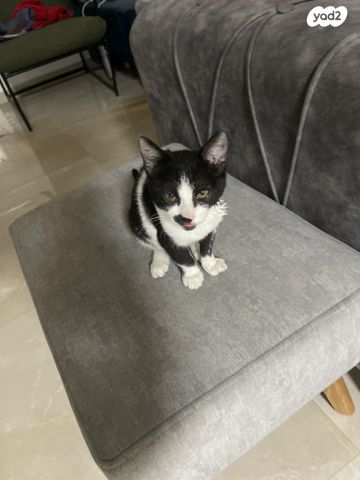 תמונת מודעה - חיות מחמד