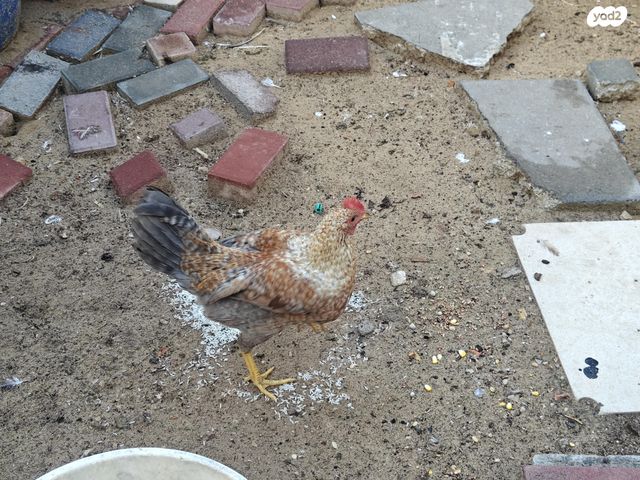 תמונת מודעה - חיות מחמד