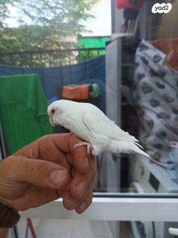 תמונת מודעה - חיות מחמד