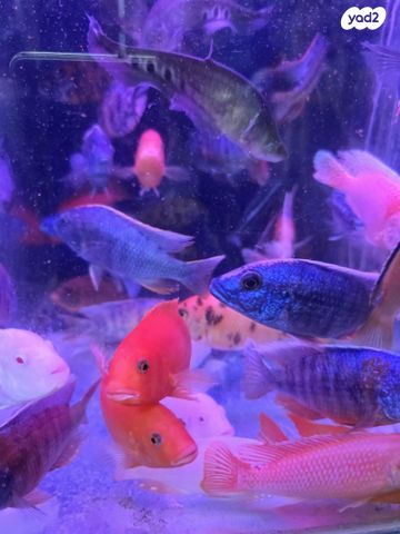 תמונת מודעה - חיות מחמד