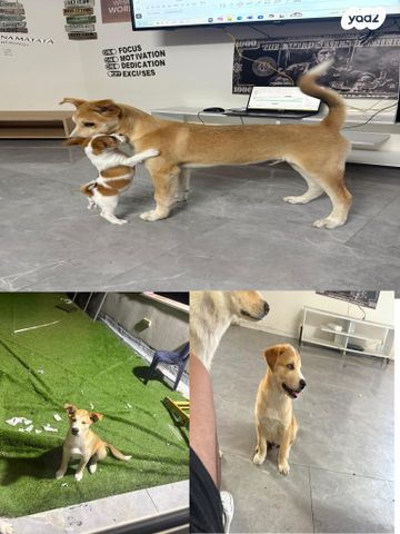 תמונת מודעה - חיות מחמד