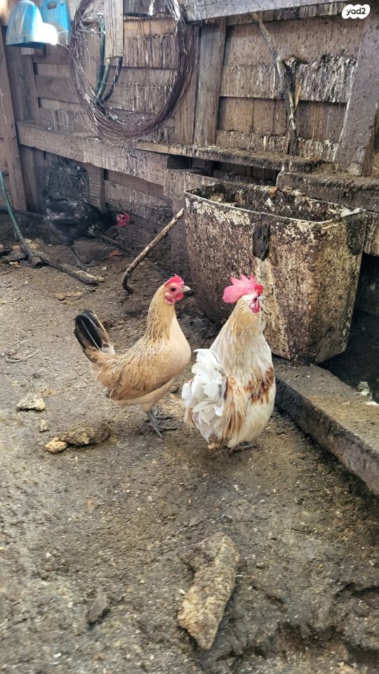 תמונת מודעה - חיות מחמד