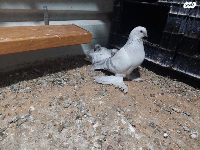 תמונת מודעה - חיות מחמד