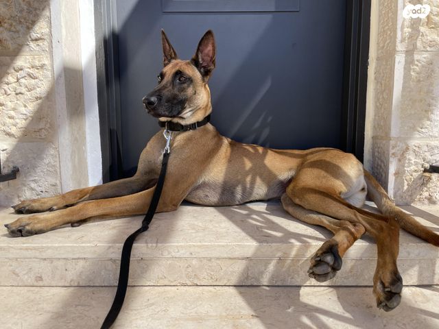 תמונת מודעה - חיות מחמד