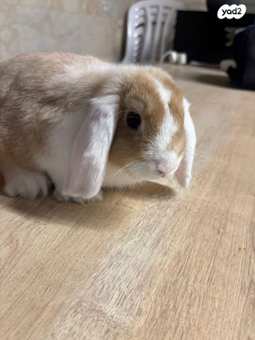 תמונת מודעה - חיות מחמד