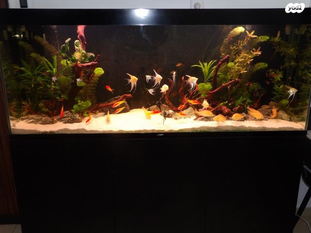 תמונת מודעה - חיות מחמד