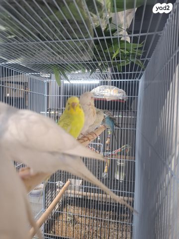 תמונת מודעה - חיות מחמד