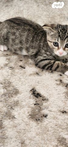 תמונת מודעה - חיות מחמד