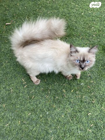 תמונת מודעה - חיות מחמד