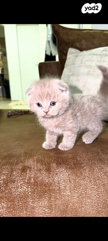 תמונת מודעה - חיות מחמד