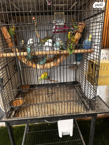 תמונת מודעה - חיות מחמד