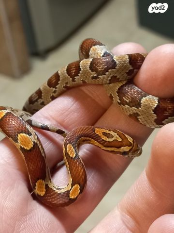 תמונת מודעה - חיות מחמד