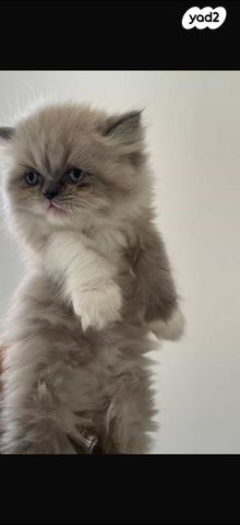 תמונת מודעה - חיות מחמד