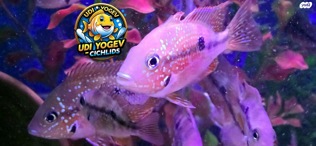 תמונת מודעה - חיות מחמד