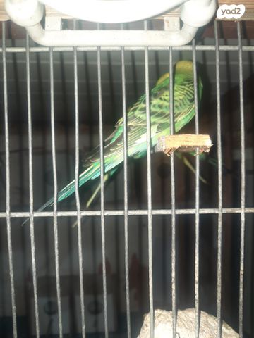 תמונת מודעה - חיות מחמד