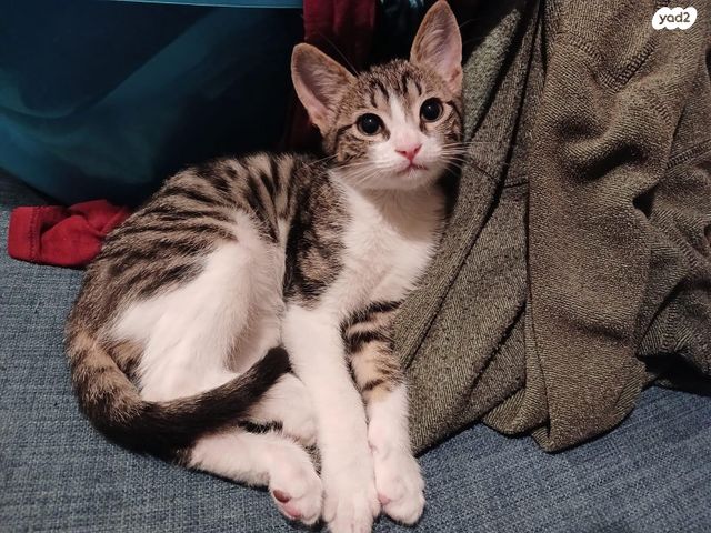 תמונת מודעה - חיות מחמד