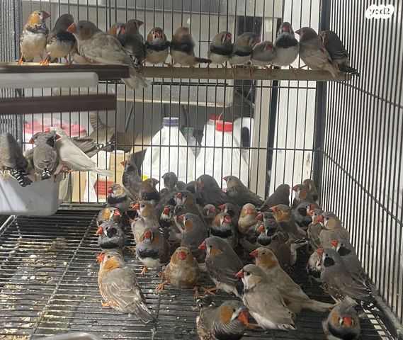 תמונת מודעה - חיות מחמד