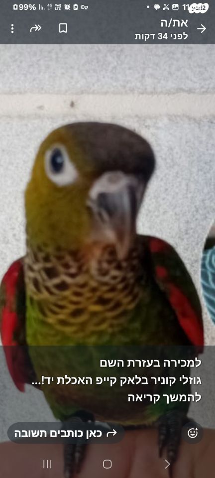 תמונת מודעה - חיות מחמד