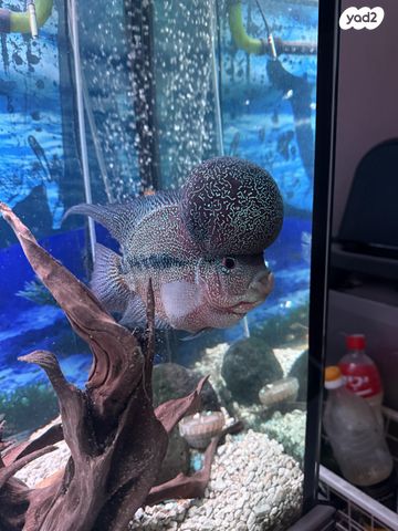 תמונת מודעה - חיות מחמד