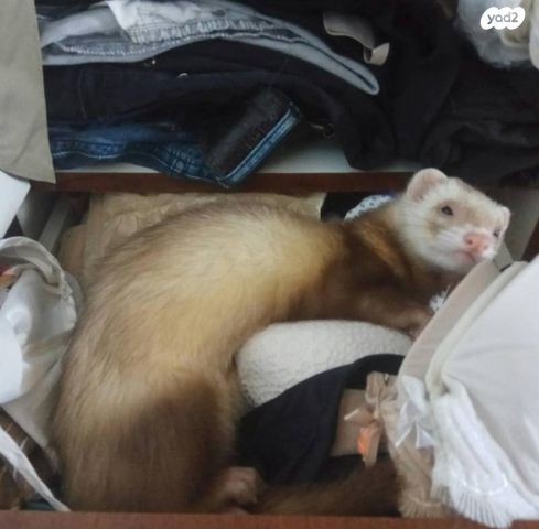 תמונת מודעה - חיות מחמד