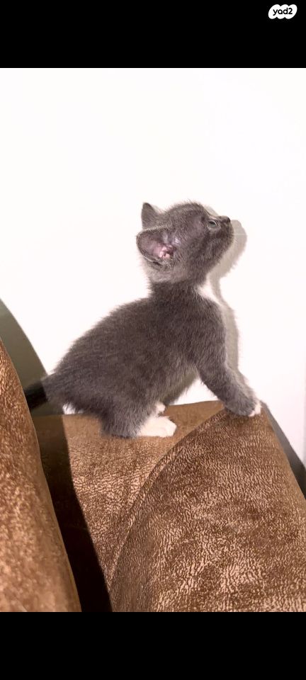 תמונת מודעה - חיות מחמד