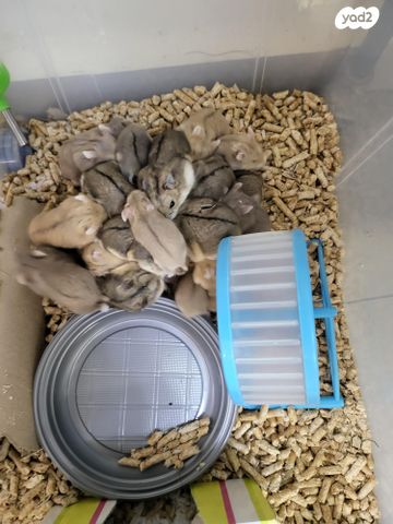 תמונת מודעה - חיות מחמד