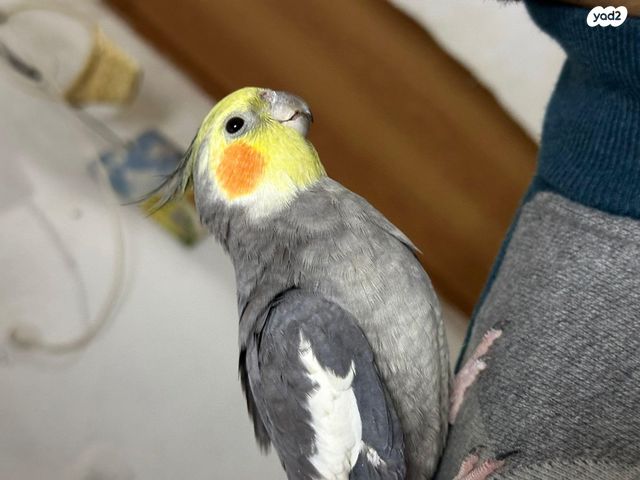 תמונת מודעה - חיות מחמד