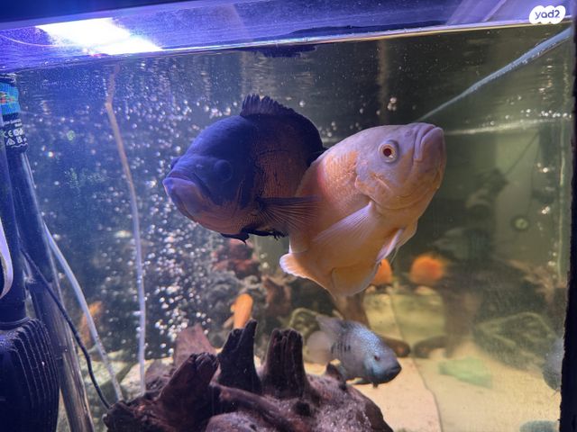 תמונת מודעה - חיות מחמד