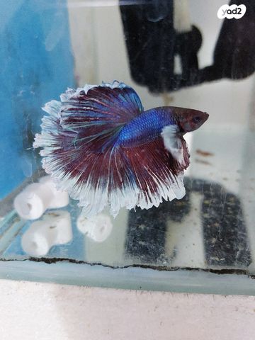 תמונת מודעה - חיות מחמד