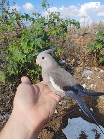 תמונת מודעה - חיות מחמד
