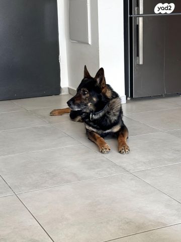 תמונת מודעה - חיות מחמד