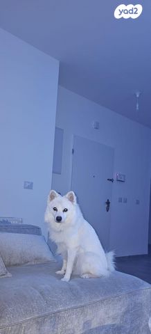 תמונת מודעה - חיות מחמד