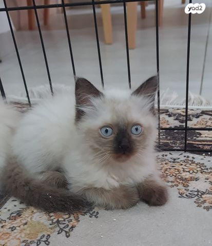 תמונת מודעה - חיות מחמד