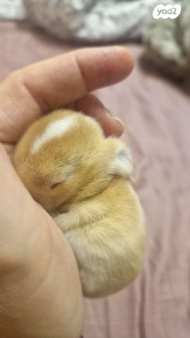 תמונת מודעה - חיות מחמד