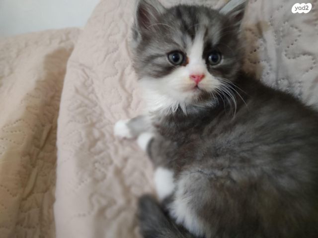 תמונת מודעה - חיות מחמד