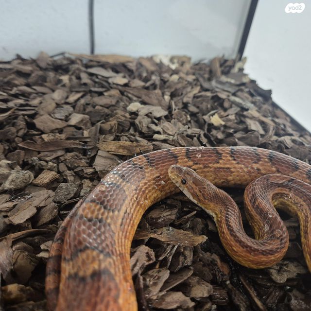 תמונת מודעה - חיות מחמד