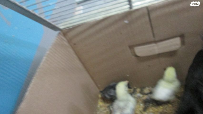 תמונת מודעה - חיות מחמד