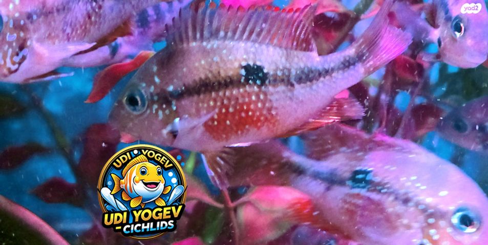 דג ציקלידים