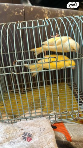 תמונת מודעה - חיות מחמד