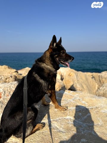 כלב רועה גרמני