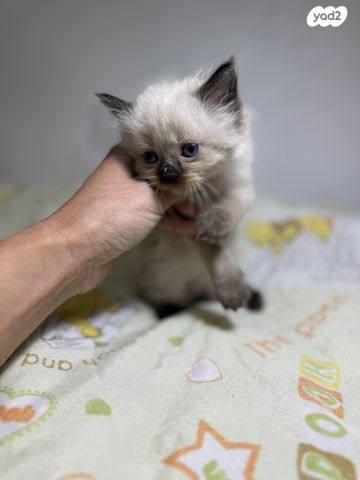 תמונת מודעה - חיות מחמד