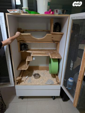 מכרסם צ'ינצ'ילה