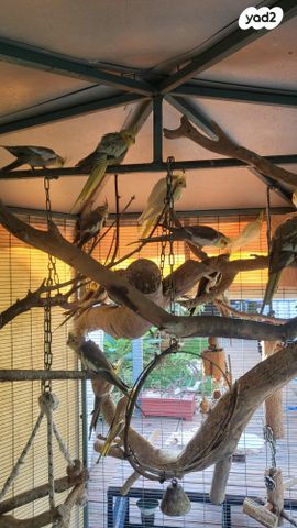 תוכי קוקוטייל