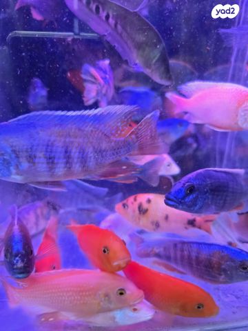 דג ציקלידים