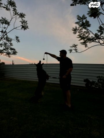 כלב רועה גרמני