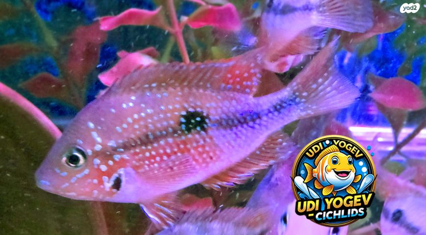 דג ציקלידים