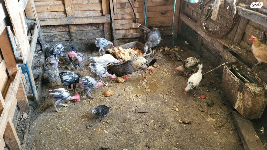 חיית משק בלאדי