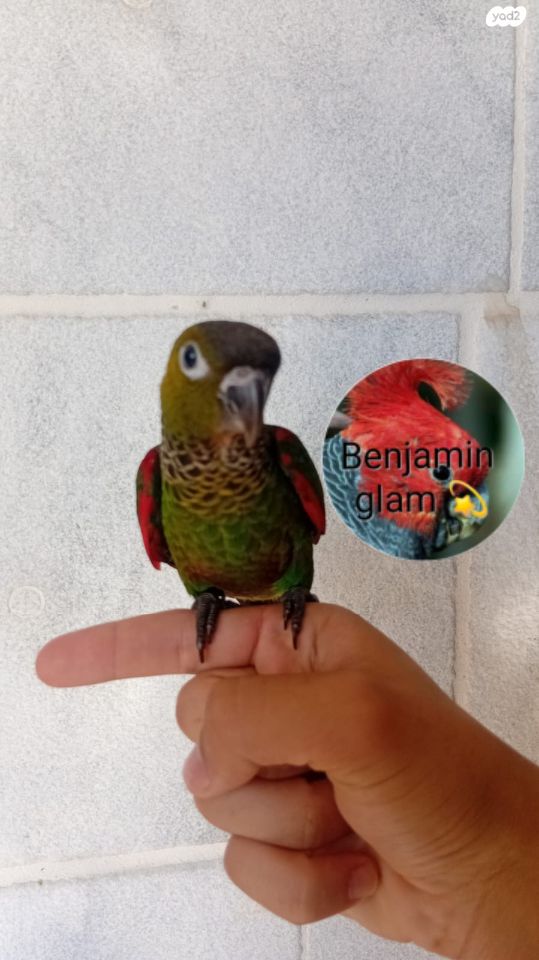 תוכי פרקיטים אוסטרלים